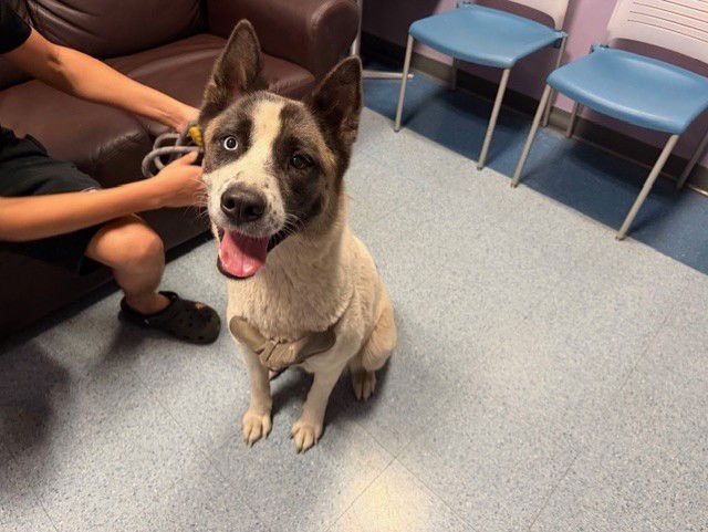 BELLA - Akita / Siberian Husky available for adoption