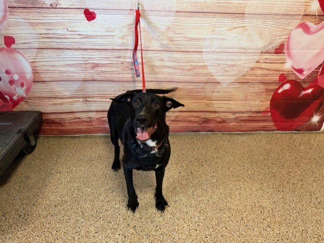 ALASKA - Labrador Retriever available for adoption