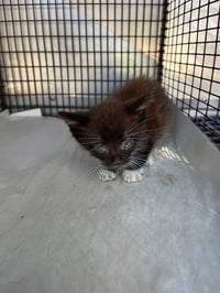 BABY BOY - Photo 1