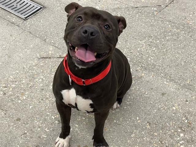 HERA - Labrador Retriever / American Bulldog available for adoption