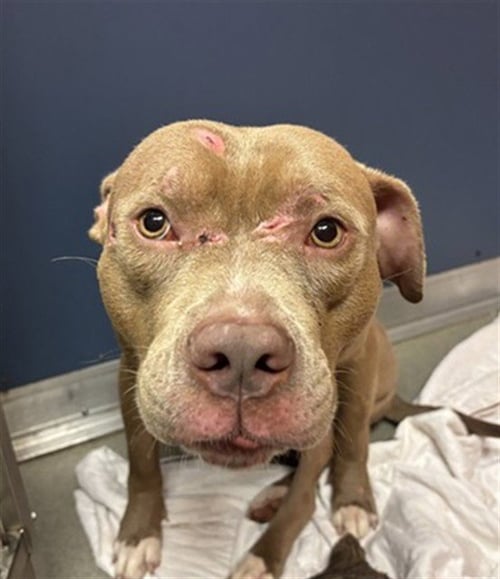 BRUNO - American Bulldog available for adoption