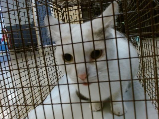 MOON - Domestic Short Hair available for adoption