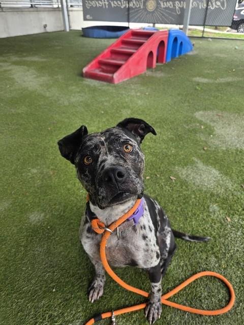 FIONA - Catahoula Leopard Dog available for adoption