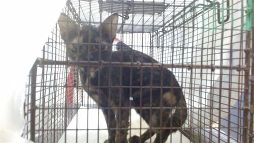 BEBE - Domestic Short Hair available for adoption