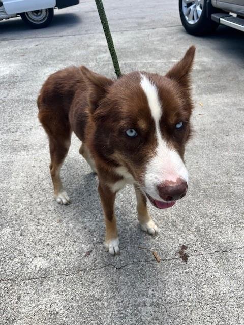 JACO - Siberian Husky available for adoption