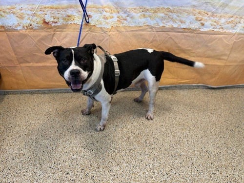 RENSHI - American Bulldog available for adoption