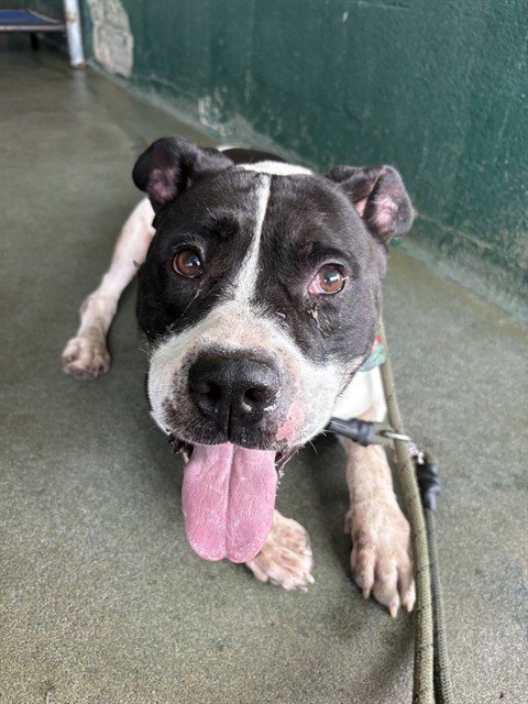 RENSHI - American Bulldog available for adoption