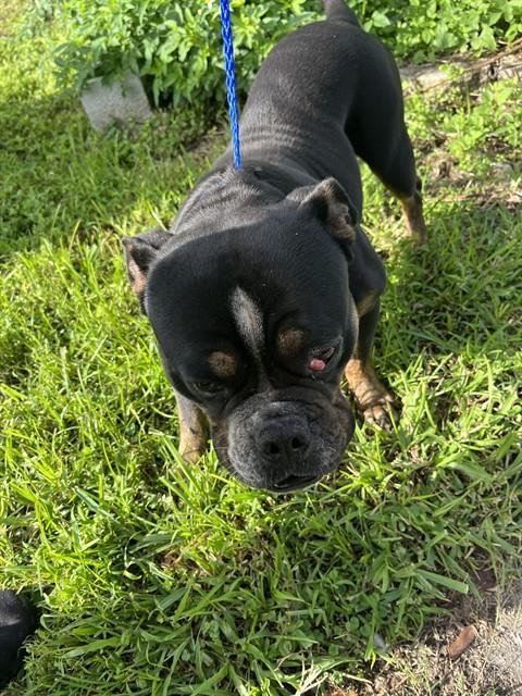 BUB - Pit Bull Terrier available for adoption