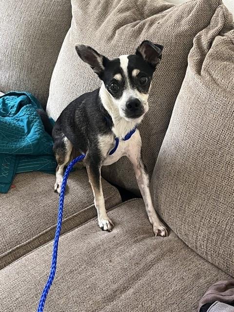 TONY - Chihuahua available for adoption