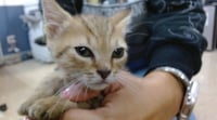BRISA - Photo 1