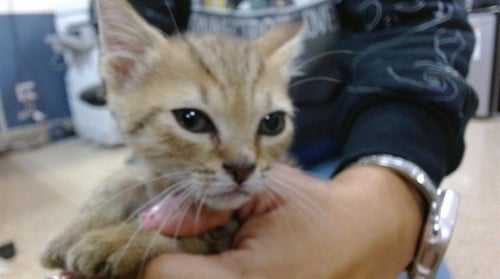 BRISA - Domestic Short Hair available for adoption
