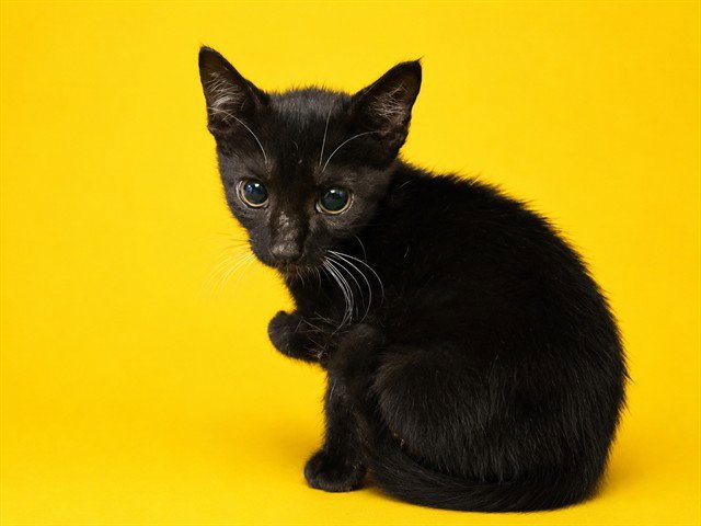 DANI Image