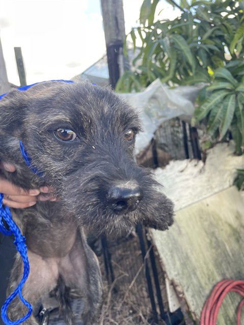 BROWNIE - Miniature Schnauzer available for adoption