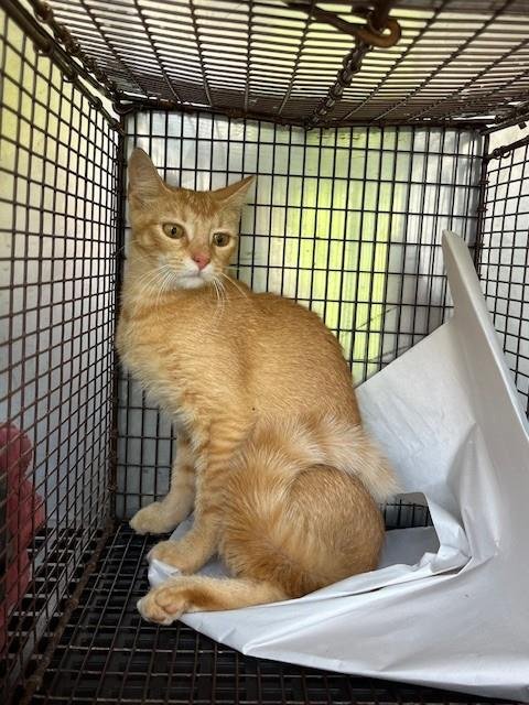 ARIEL - Domestic Short Hair available for adoption