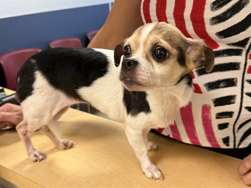 HEIDY - Rat Terrier / Pekingese available for adoption