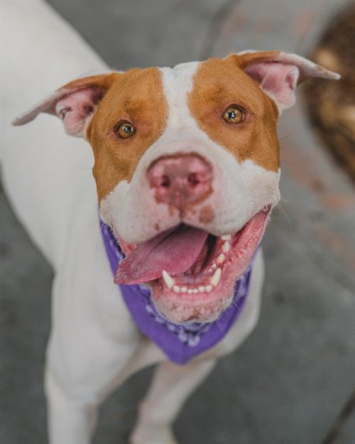 LUNA - American Staffordshire Terrier available for adoption