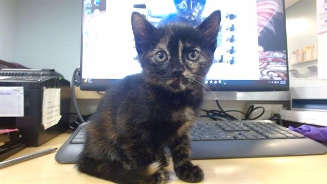 TINA - Domestic Short Hair available for adoption