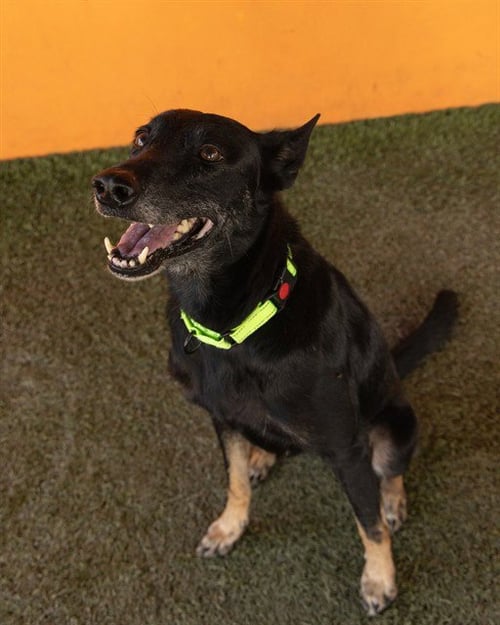 ROCKS - Belgian Shepherd Malinois available for adoption