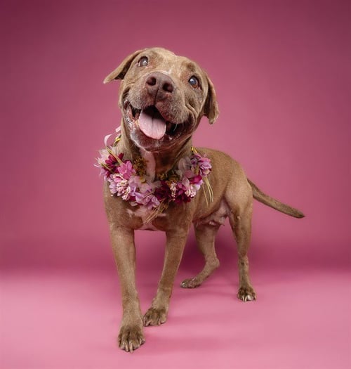 MARIA - American Pit Bull Terrier available for adoption