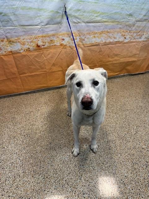 LEO - Labrador Retriever available for adoption