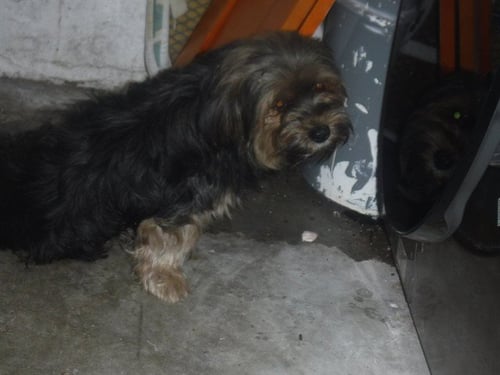 A2824323 - Terrier available for adoption
