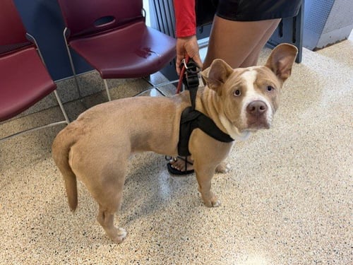 STEEL - American Bulldog available for adoption
