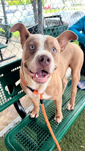 STEEL - American Bulldog available for adoption