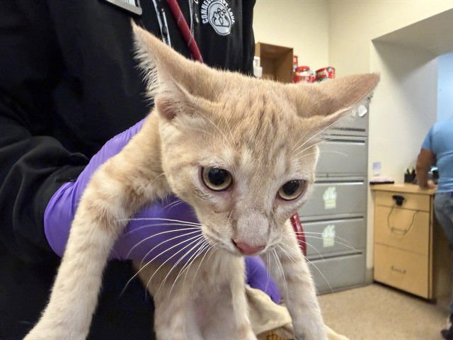 ZEKE - Domestic Short Hair available for adoption