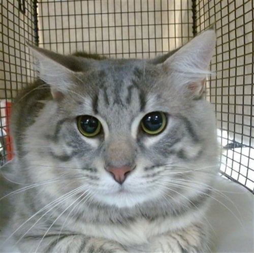 BRICK - Domestic Short Hair available for adoption