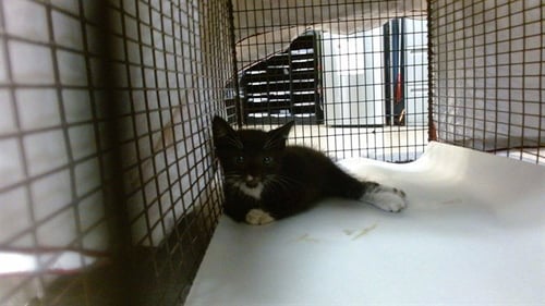 ANGEL - Domestic Short Hair available for adoption