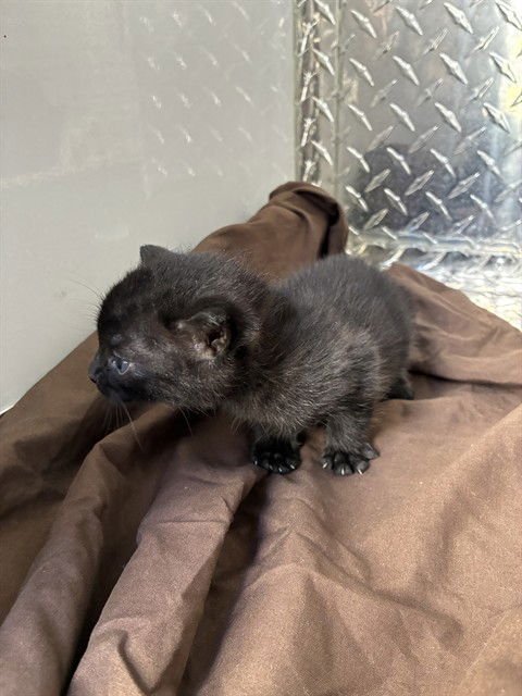 YAMI - Domestic Short Hair available for adoption