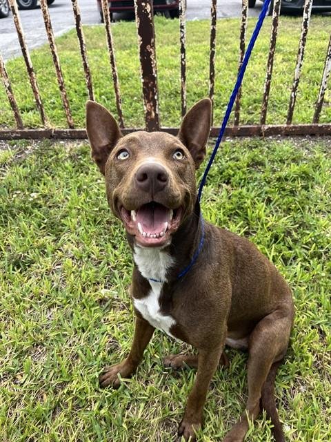 CANELA - American Bulldog available for adoption