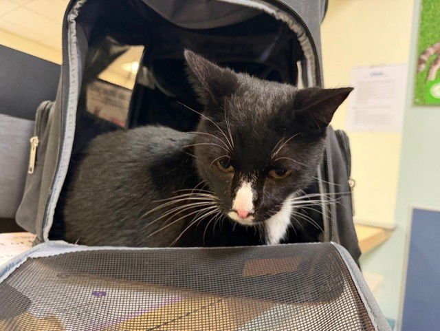 CHUCHI - Domestic Short Hair available for adoption