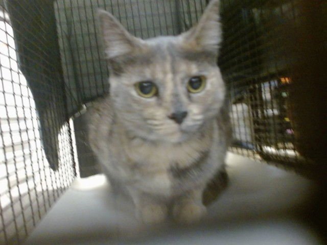 LUCKY 2 - Domestic Short Hair available for adoption