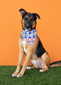 CODEY - Photo 1
