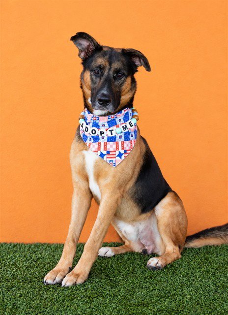 CODEY - German Shepherd Dog available for adoption