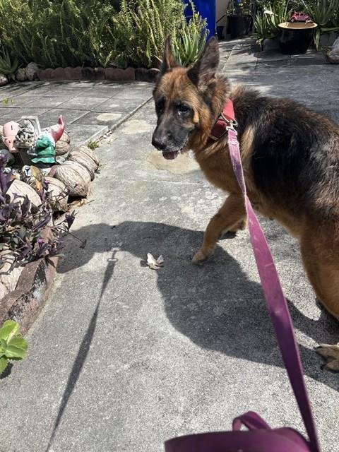 LAURA - German Shepherd Dog available for adoption