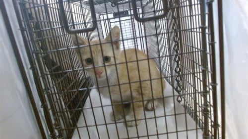 YING - Domestic Short Hair available for adoption