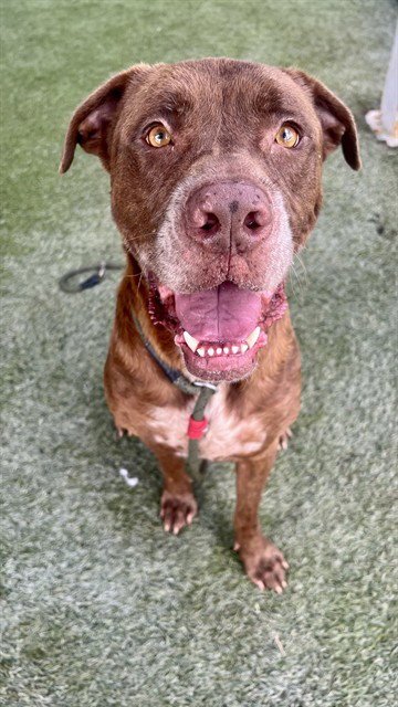 HORACIO - Mastiff / Labrador Retriever available for adoption
