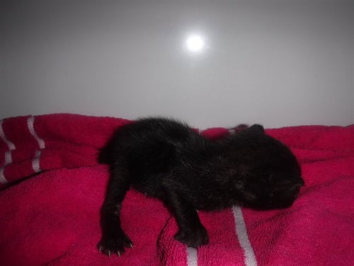 A2823719 - Domestic Short Hair available for adoption