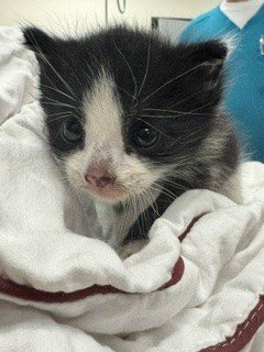 DELILAH - Domestic Short Hair available for adoption