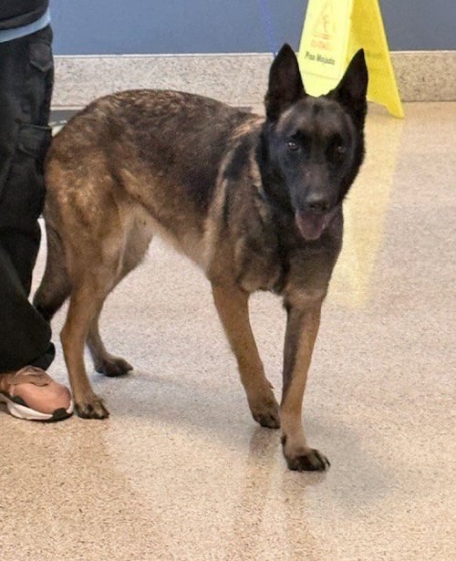 UNA - Belgian Shepherd Malinois available for adoption