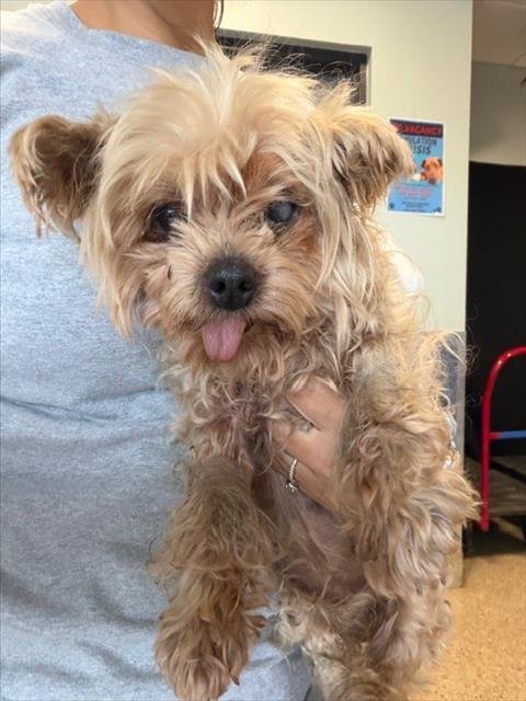 CHANEL II - Yorkshire Terrier Yorkie available for adoption