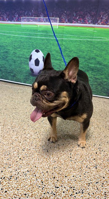 BRUSKI - French Bulldog available for adoption
