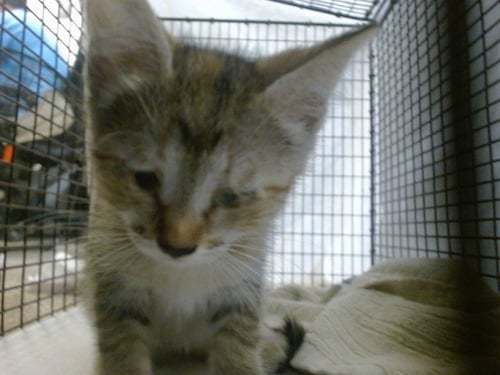 BETTY - Domestic Short Hair available for adoption