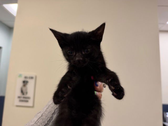 TAFFY - Domestic Short Hair available for adoption