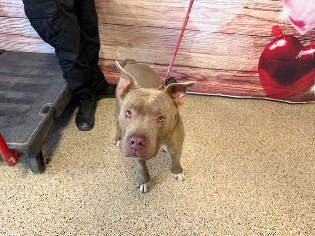 PRIME - American Bulldog available for adoption