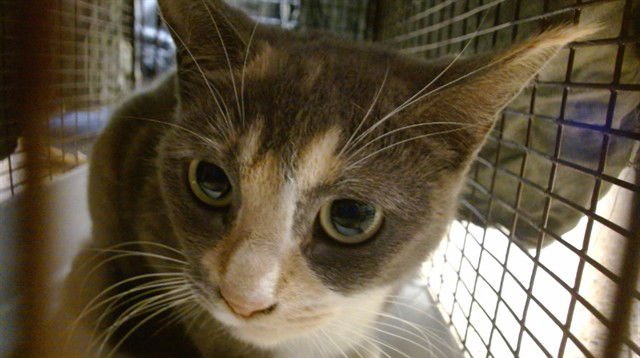 ALLY - Domestic Short Hair available for adoption