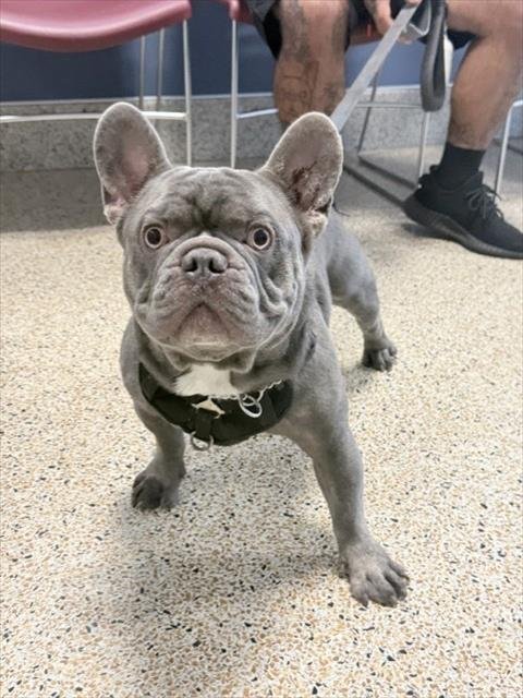 RASKO - French Bulldog available for adoption