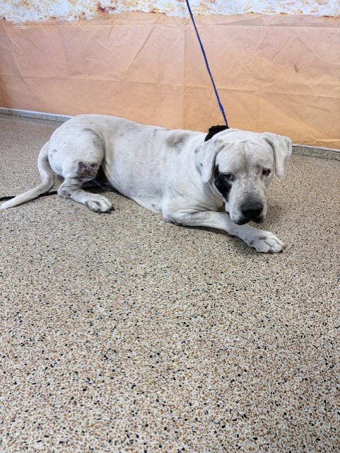 PIRATE - Dogo Argentino available for adoption